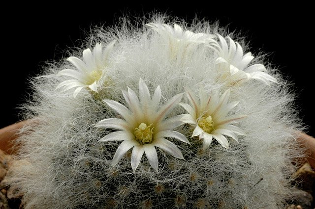 Mammillaria_albicoma